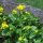 Calta palustre/ Caléndula acuática (Caltha palustris) orgánico semillas