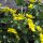Calta palustre/ Caléndula acuática (Caltha palustris) orgánico semillas
