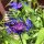 Centaura de las montañas (Centaurea montana) orgánica semillas