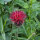 Dark Purple Knapweed (Centaurea purpurea) organic semillas