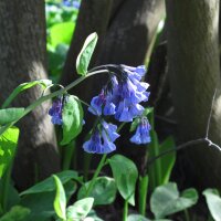 Campanillas de Virginia (Mertensia virginica) semillas