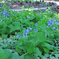 Campanillas de Virginia (Mertensia virginica) semillas