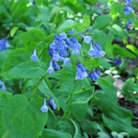 Campanillas de Virginia (Mertensia virginica) semillas