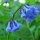 Campanillas de Virginia (Mertensia virginica) semillas