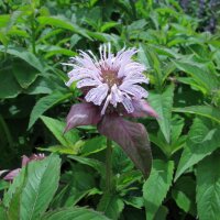 Bergamota silvestre (Monarda fistulosa) orgánica semillas