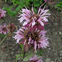 Bergamota silvestre (Monarda fistulosa) orgánica semillas