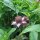 Bergamota silvestre (Monarda fistulosa) orgánica semillas
