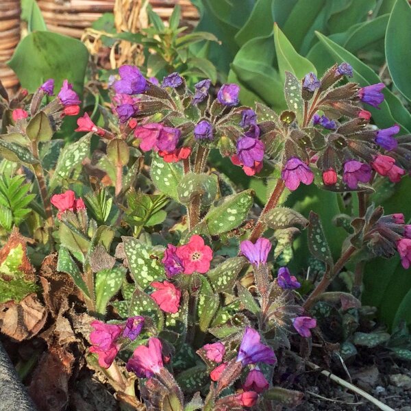 Hierba de pulmón común (Pulmonaria officinalis) orgánico semillas