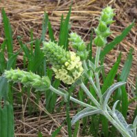 Té de montaña griega (Sideritis syriaca)...