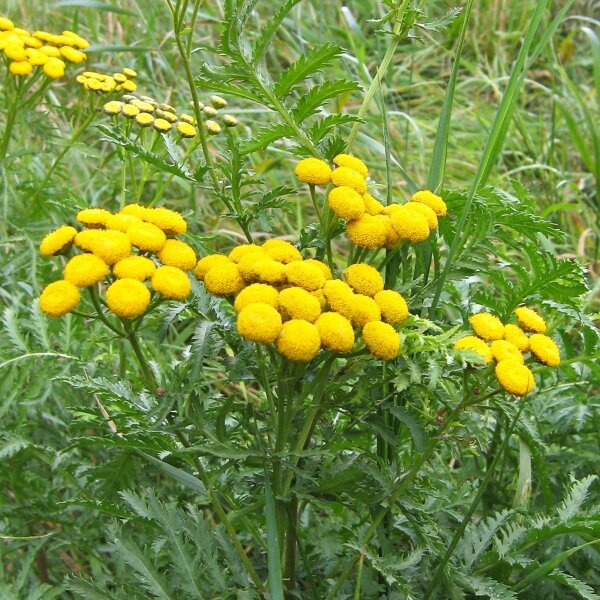 Tanaceto (Tanacetum vulgare) orgánico semillas