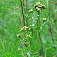 Tanaceto (Tanacetum vulgare) orgánico semillas