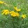 Tanaceto (Tanacetum vulgare) orgánico semillas