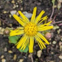 Tusilago (Tussilago farfara) orgánico semillas