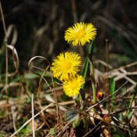 Tusilago (Tussilago farfara) orgánico semillas