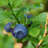 Mirtilo / arándano (Vaccinium myrtillus)...