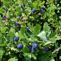 Mirtilo / arándano (Vaccinium myrtillus)...