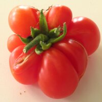 Tomate Voyage (Solanum lycopersicum) orgánico...
