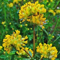 Vulneraria (Anthyllis vulneraria) orgánica semillas