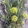 Hinojo marino (Crithmum maritimum) semillas