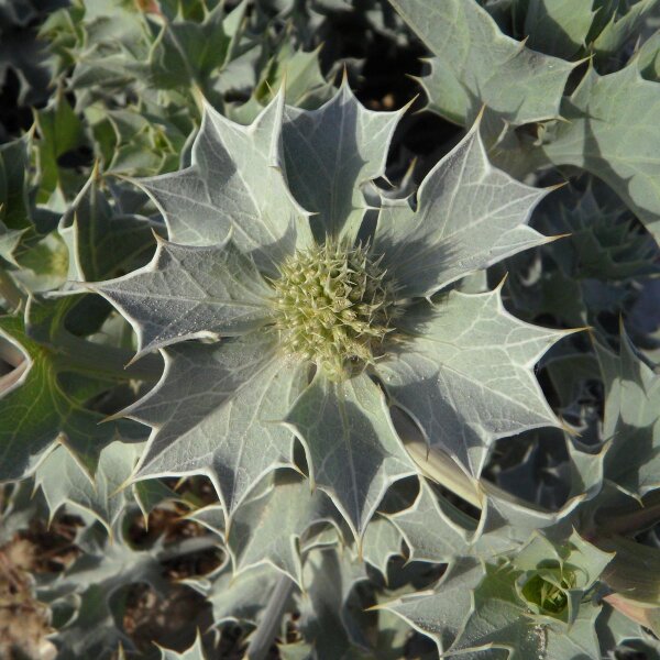 Cardo marino (Eryngium maritimum) orgánico semillas