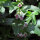 Melisa bastarda (Melittis melissophyllum) semillas