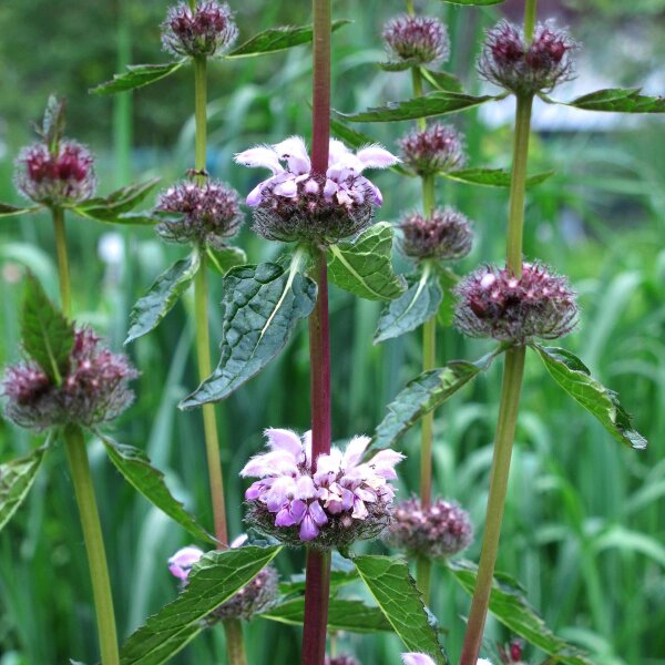 Salvia jerusalen tuberosa (Phlomoides tuberosa) semillas