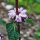 Salvia jerusalen tuberosa (Phlomoides tuberosa) semillas
