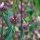 Salvia jerusalen tuberosa (Phlomoides tuberosa) semillas