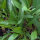 Aster de mar  (Tripolium pannonicum) semillas
