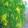 Hierba con flores de campanillas grandes (Uvularia grandiflora) semillas
