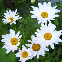 Margarita de prado (Leucanthemum vulgare) orgánico semillas