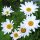 Margarita de prado (Leucanthemum vulgare) orgánico semillas
