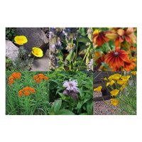 Flores silvestres para el jardín estilo pradera (orgánico)- Set de regalo de semillas.