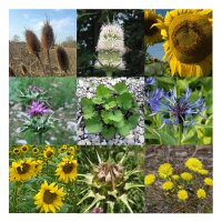Pradera de flores para las aves silvestres  (Orgánico) -Set de regalo de semillas