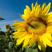 Girasol (Helianthus annuus) orgánico