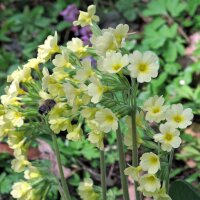 Primavera común (Primula veris) orgánica...
