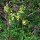 Primavera común (Primula veris) orgánica semillas