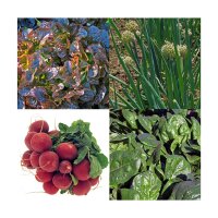 Hortalizas para jardineras de balcón (Orgánico)- Set de regalo de semillas