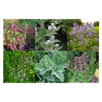Flores para la sombra (Orgánico)- Set de regalo de semillas