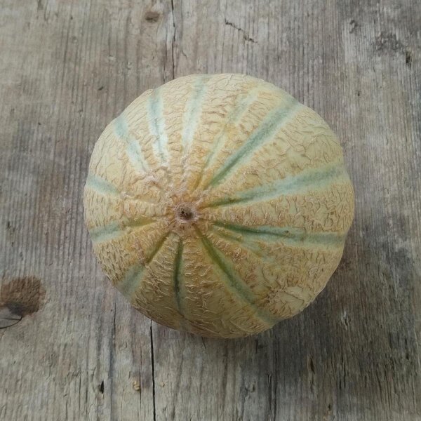 Melón cantaloupe "Retato Degli Ortolani" (Cucumis melo) orgánico semillas