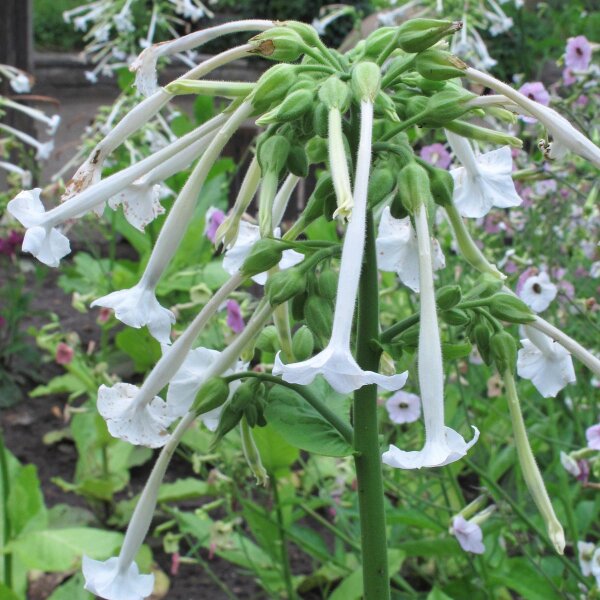 Tabaco del bosque (Nicotiana sylvestris) orgánico semillas