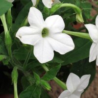 Tabaco del bosque (Nicotiana sylvestris) orgánico semillas