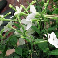 Tabaco del bosque (Nicotiana sylvestris) orgánico semillas