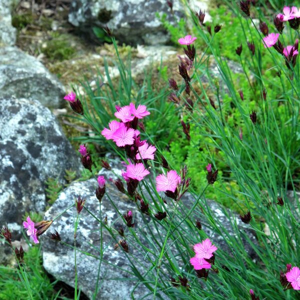 Clavel silvestre, minutisa (Dianthus carthusianorum) orgánico semillas