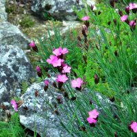 Clavel silvestre, minutisa (Dianthus carthusianorum)...