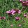 Clavel silvestre, minutisa (Dianthus carthusianorum) orgánico semillas