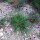 Clavel silvestre, minutisa (Dianthus carthusianorum) orgánico semillas