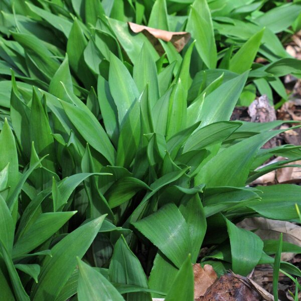 Ajo de oso (Allium ursinum) orgánico semillas