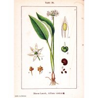 Ajo de oso (Allium ursinum) orgánico semillas
