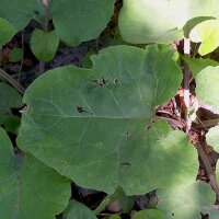 Bardana (Arctium lappa var. sativa) semillas